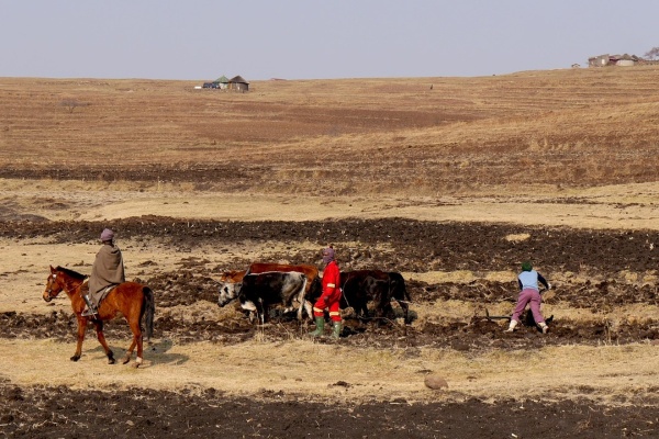 susza w lesotho